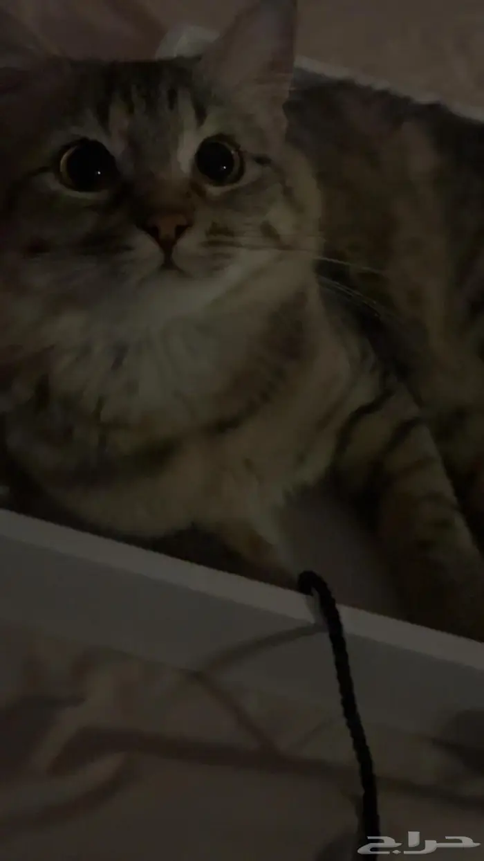 قط ذكر للتبني ( لا يكلموني الا الجادين) 0