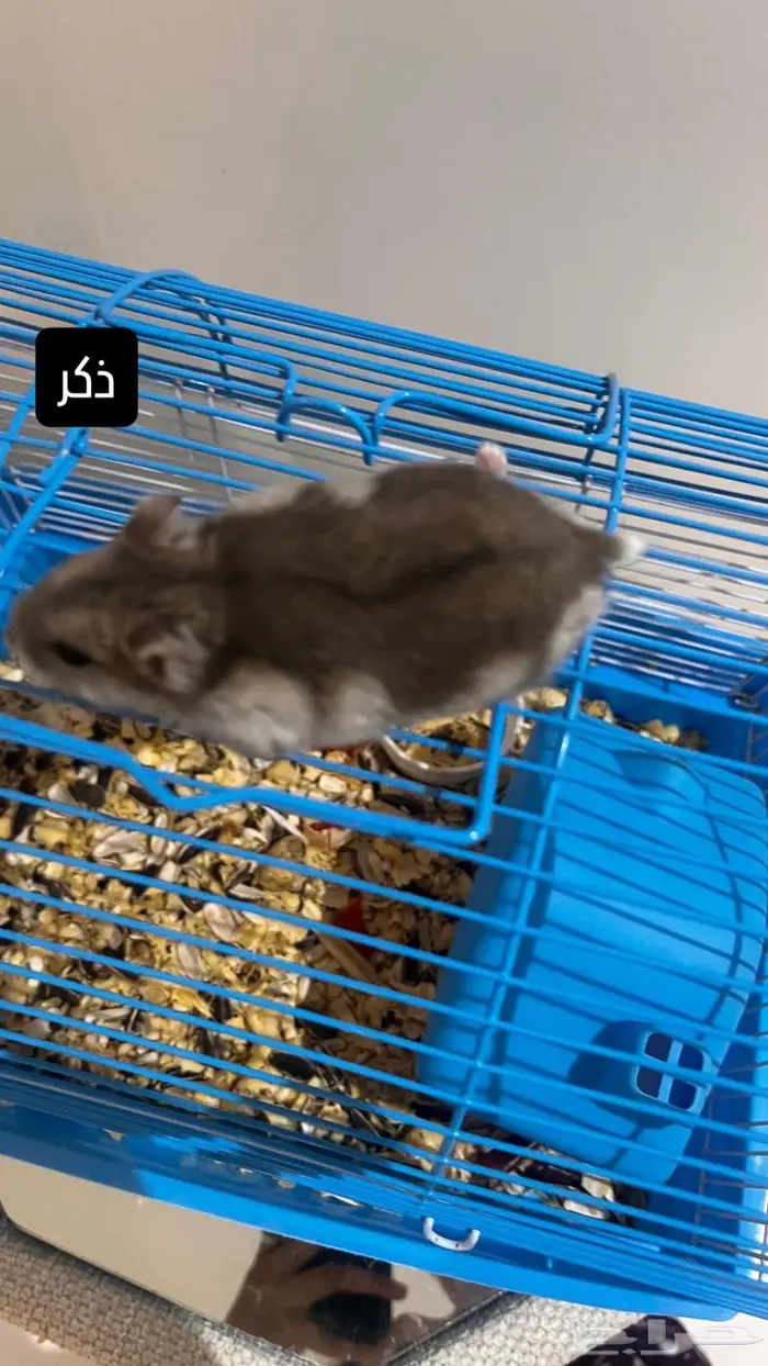 هامسترات روسي لعوب يوجد عرض بالاسفل 3