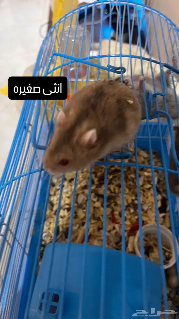 هامسترات روسي لعوب يوجد عرض بالاسفل 4