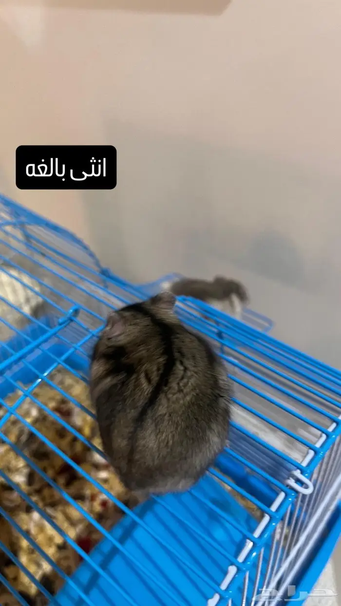 هامسترات روسي لعوب يوجد عرض بالاسفل 5