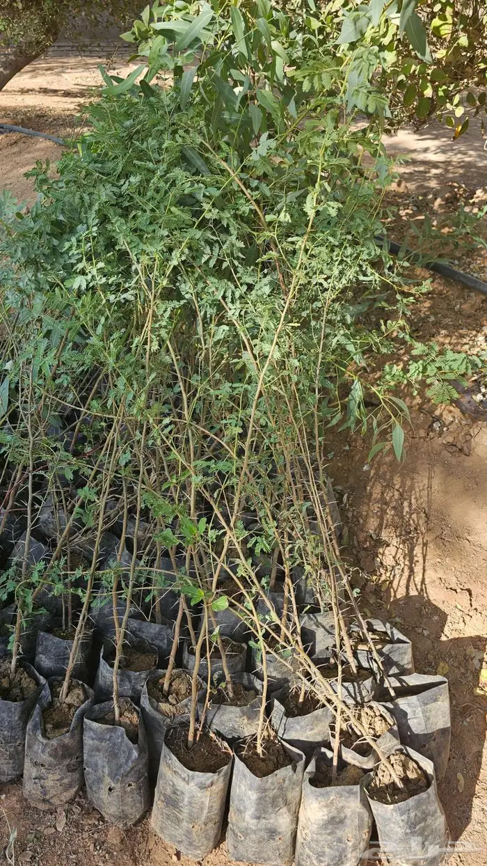 شتلات الرس جاهزة في الشمس 1