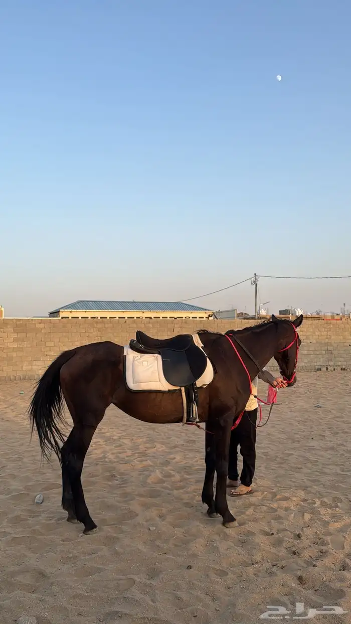 فرسين مدرسه 0
