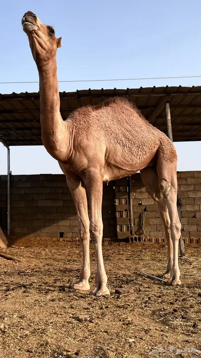 بكاار كفووو 2