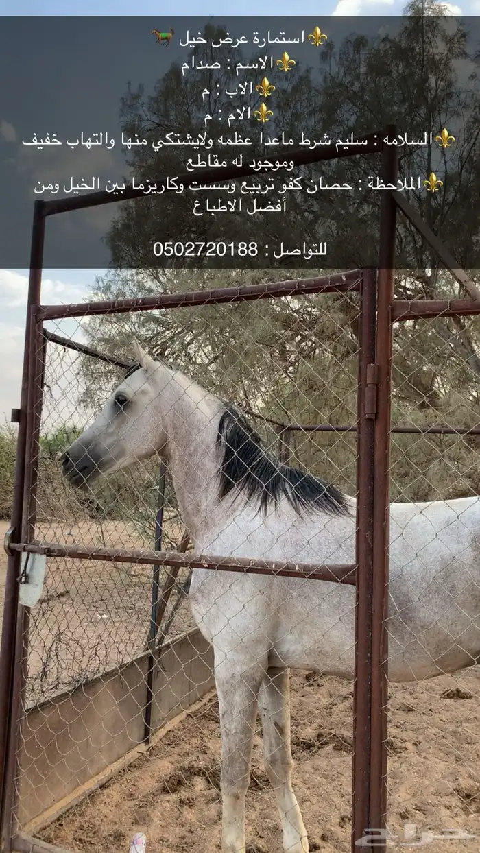 خيل شعبي كفو 0
