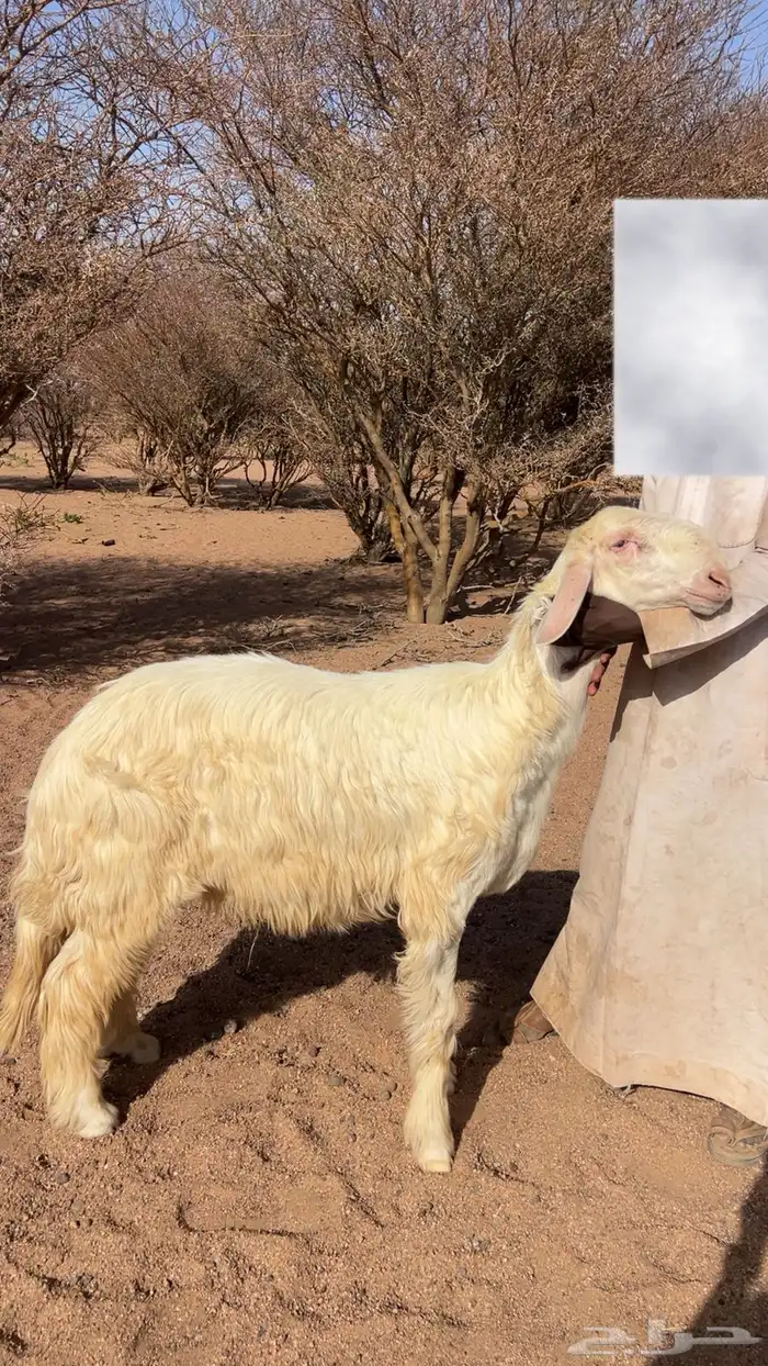 طلي صنف جذع غير مشروط 1
