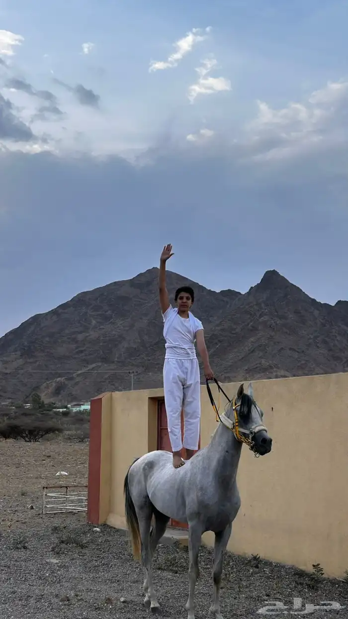 الحصان كفو 4