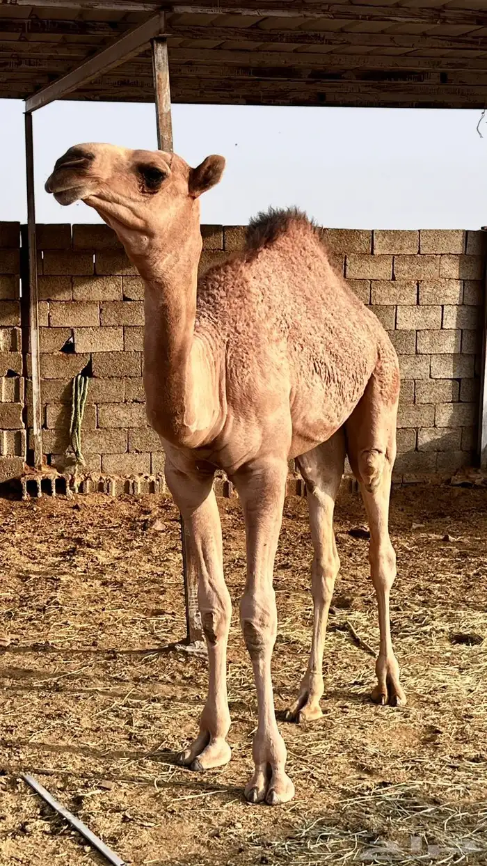 بكاار كفووو 3