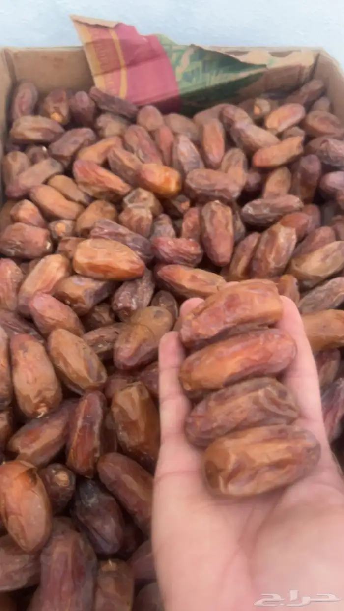 تمر صفري بيشة حبه كبير 3