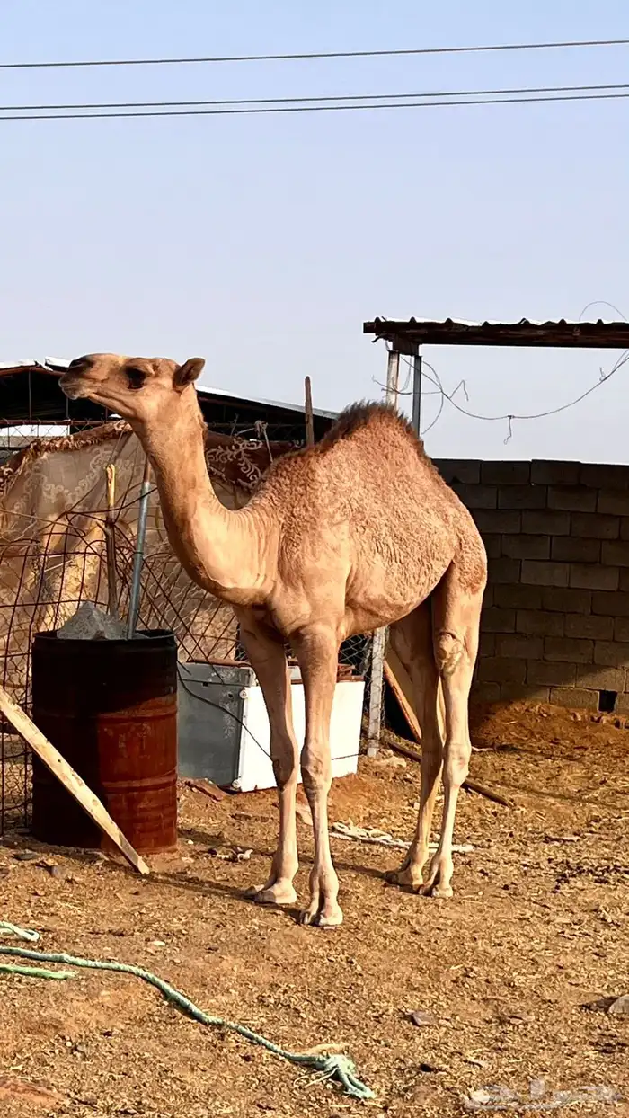 بكاار كفووو 0