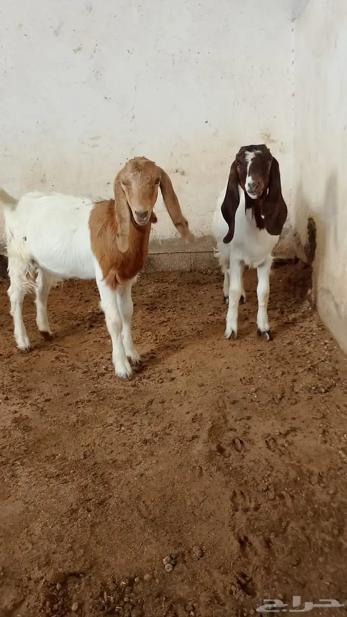جفار بورقوت هجين 3