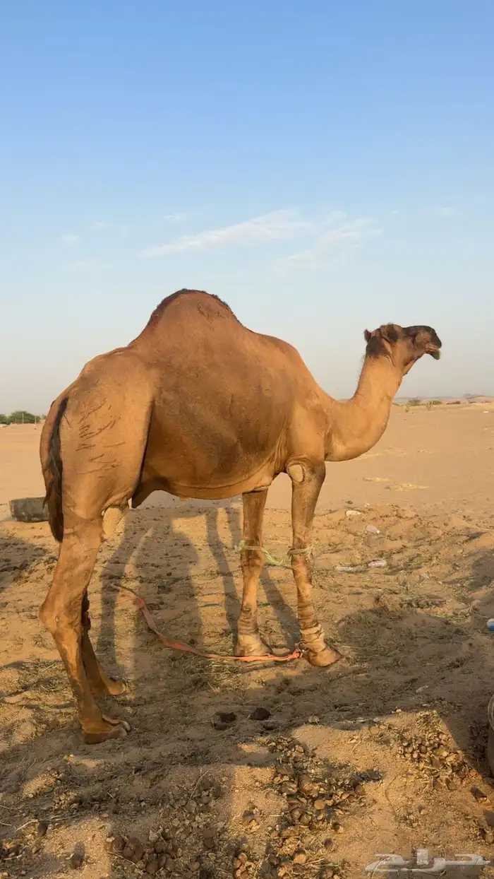 جمل احمر ساحلي 3