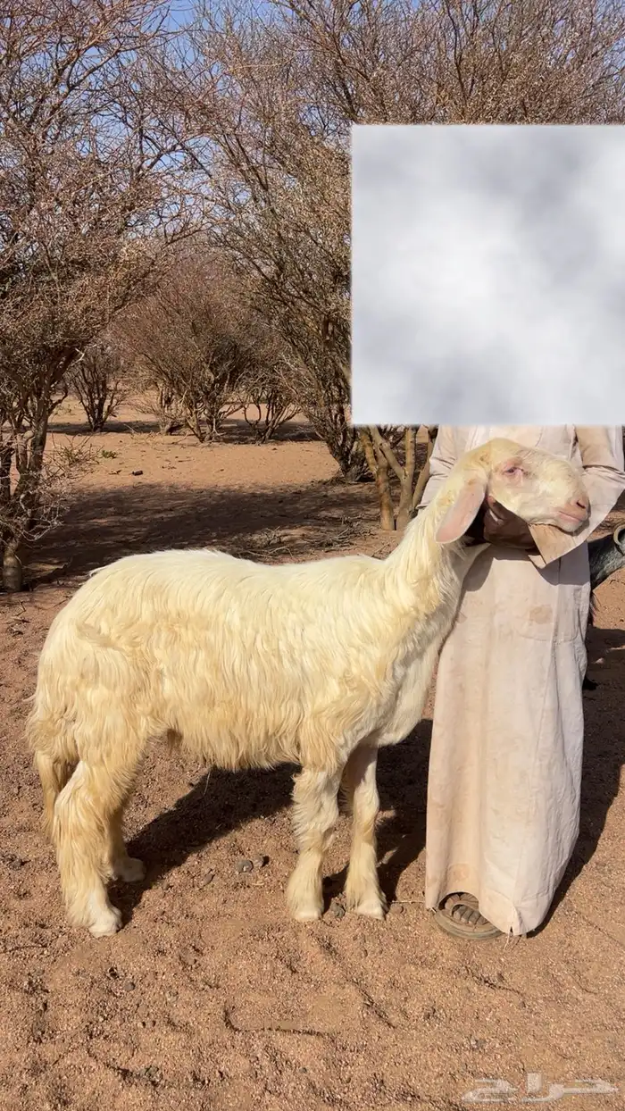 طلي صنف جذع غير مشروط 0