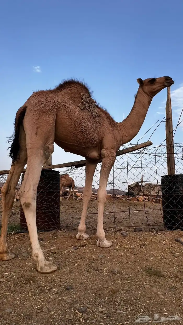 بكاار كفووو 8