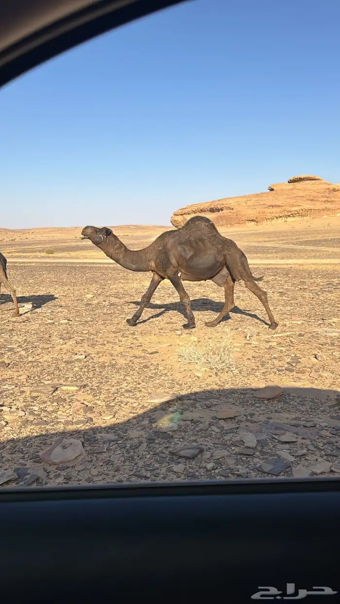 جمل املح للبيع 0