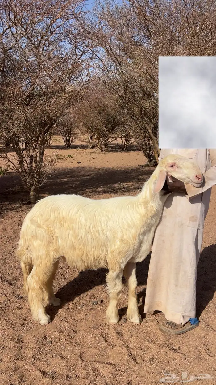 طلي صنف جذع غير مشروط 2