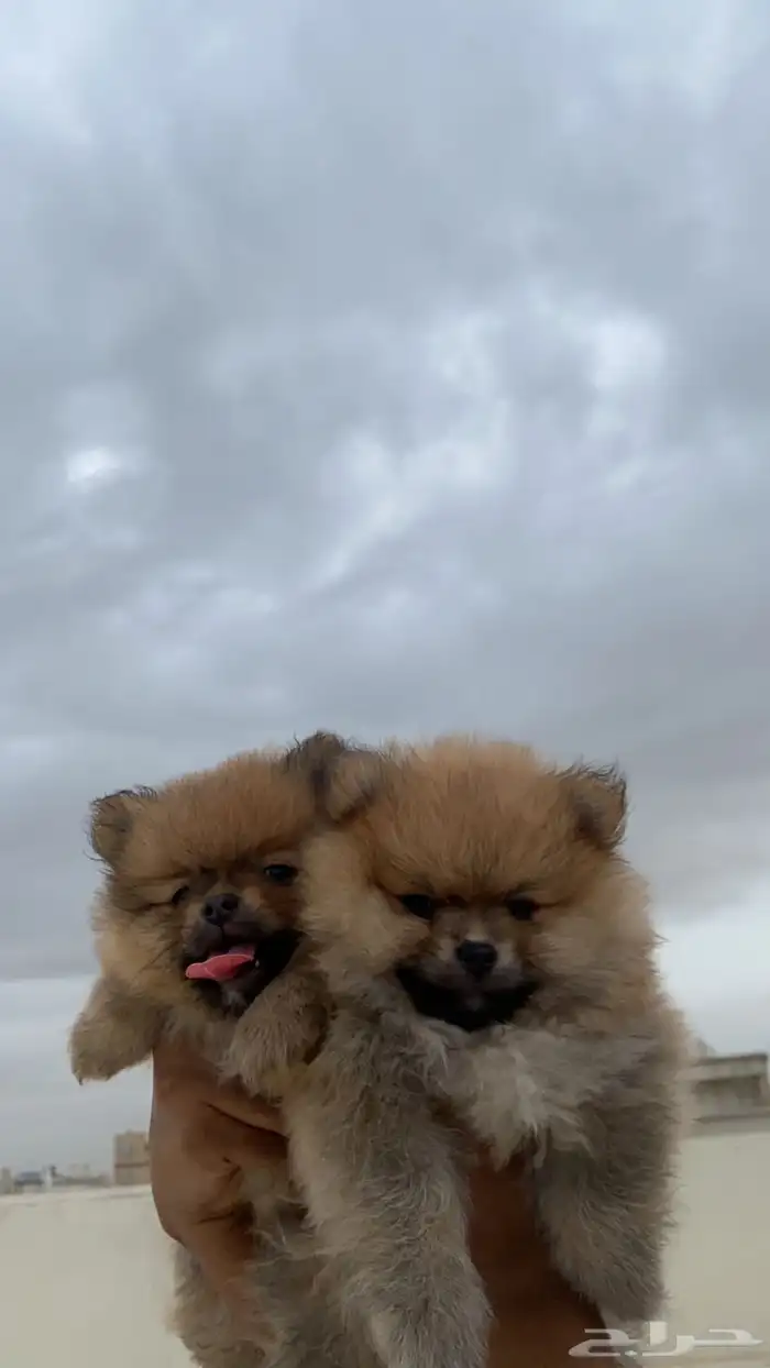 كلب بومرينيان بيور Pomeranian dog pure 3