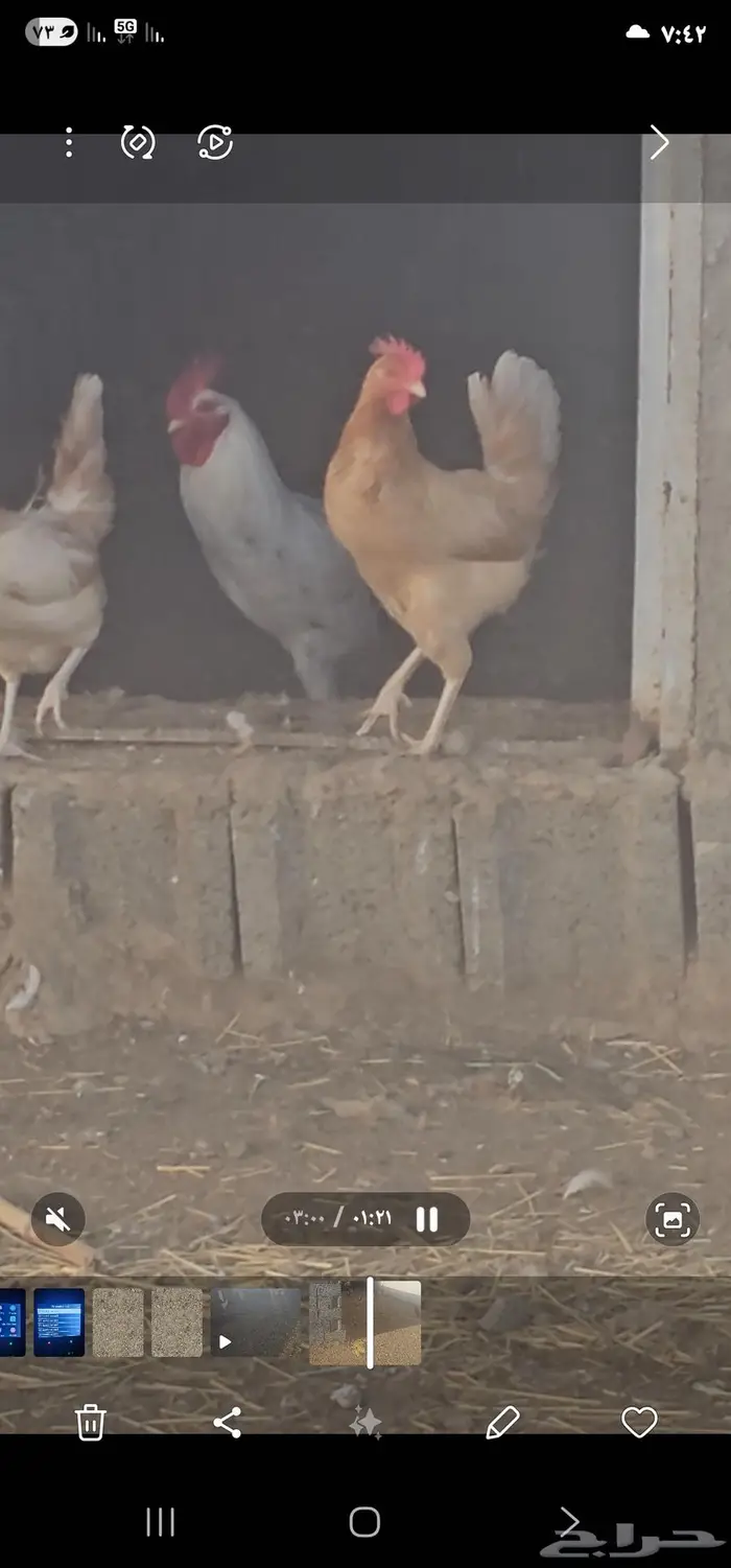 دجاج بلدي أشكال والوان مميزه 6