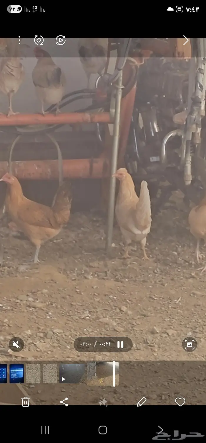 دجاج بلدي أشكال والوان مميزه 2