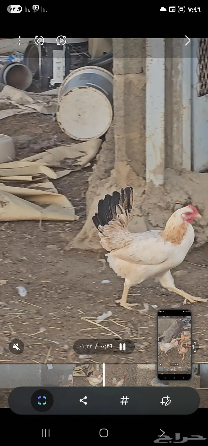 دجاج بلدي أشكال والوان مميزه 0