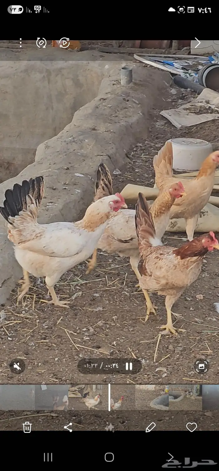 دجاج بلدي أشكال والوان مميزه 1