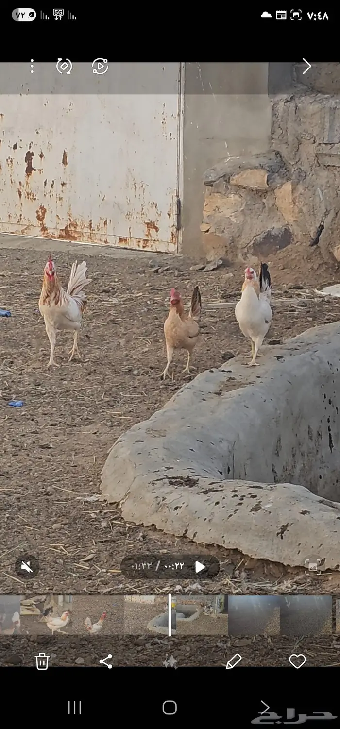 دجاج بلدي أشكال والوان مميزه 5