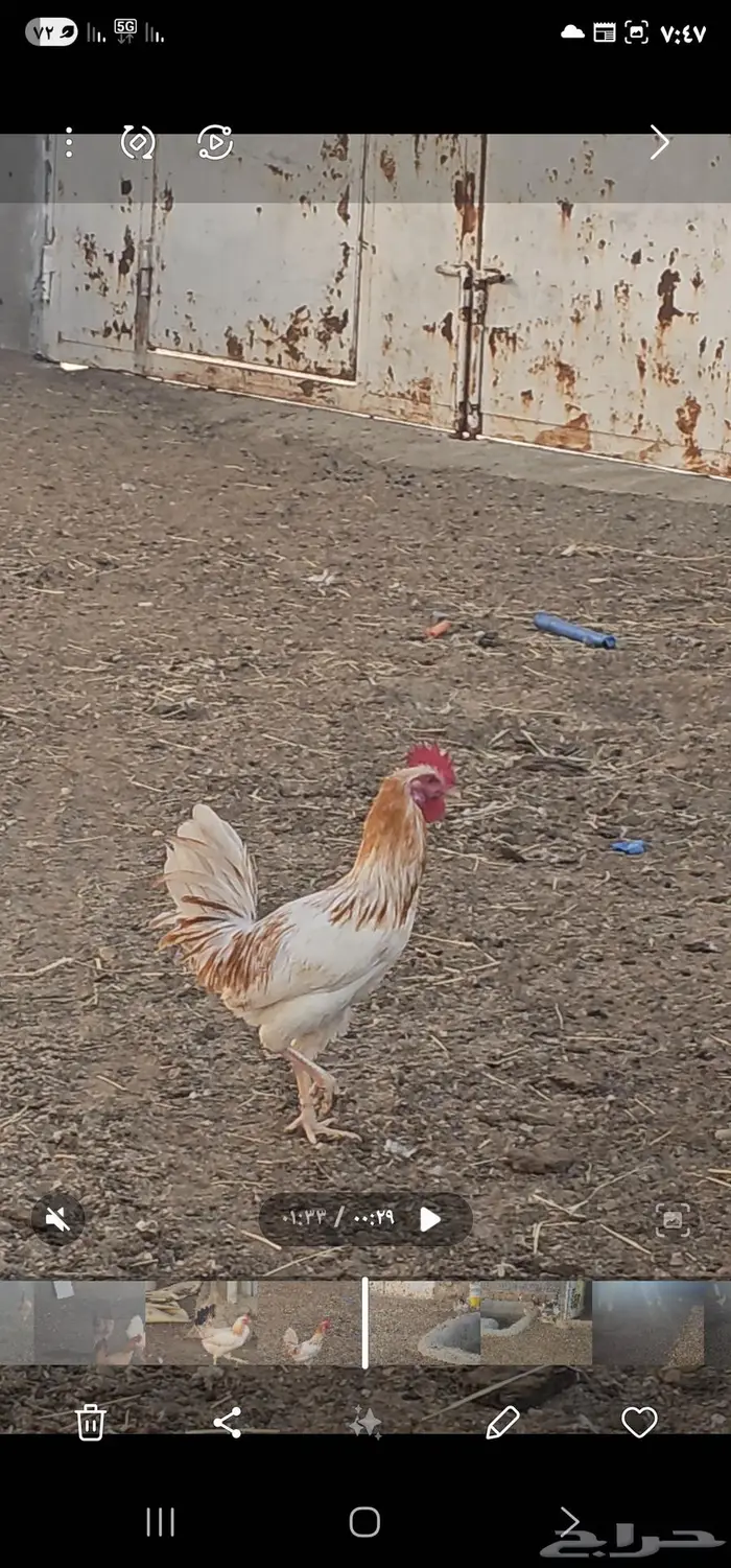 دجاج بلدي أشكال والوان مميزه 4