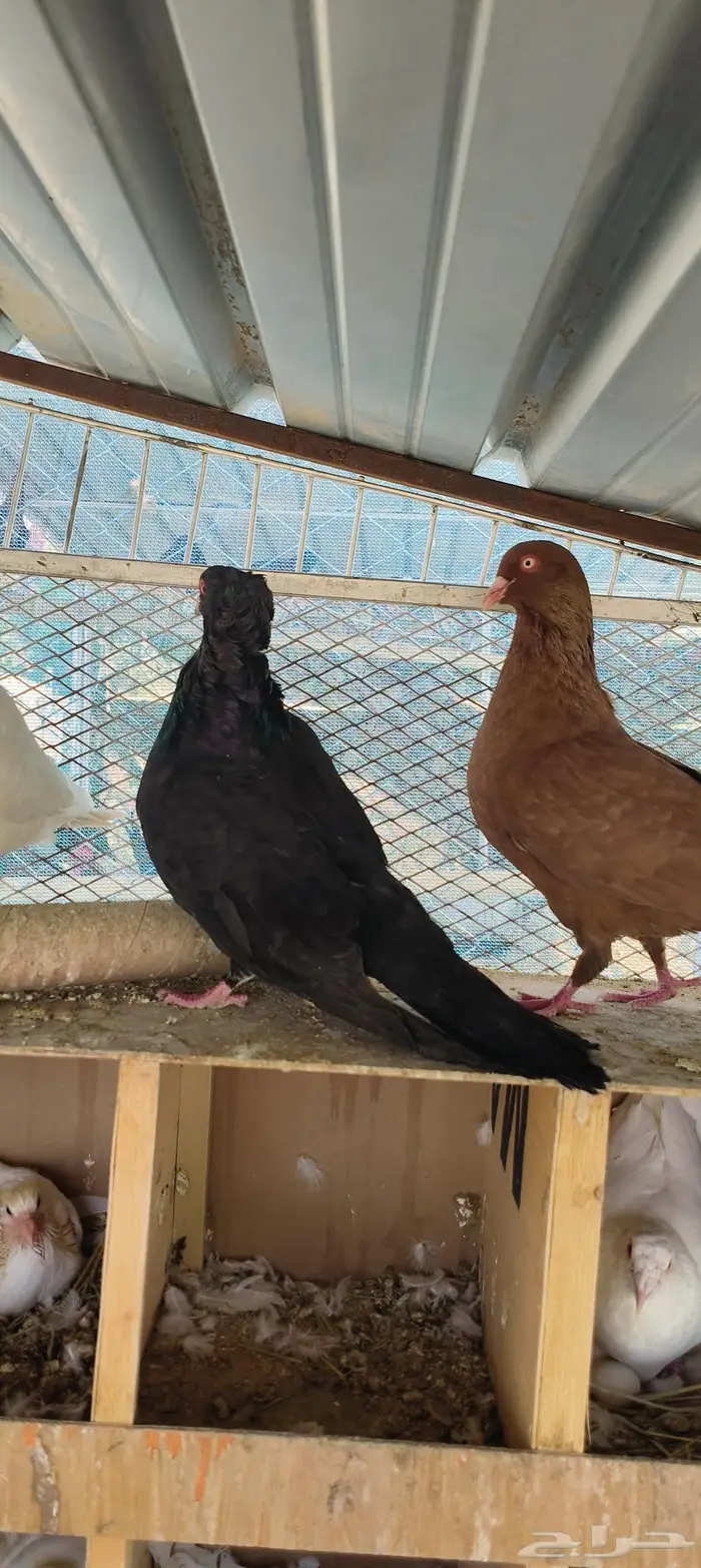 زوج حمام مالطي سوبر جامبو منتج 1