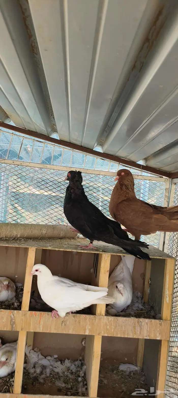 زوج حمام مالطي سوبر جامبو منتج 0