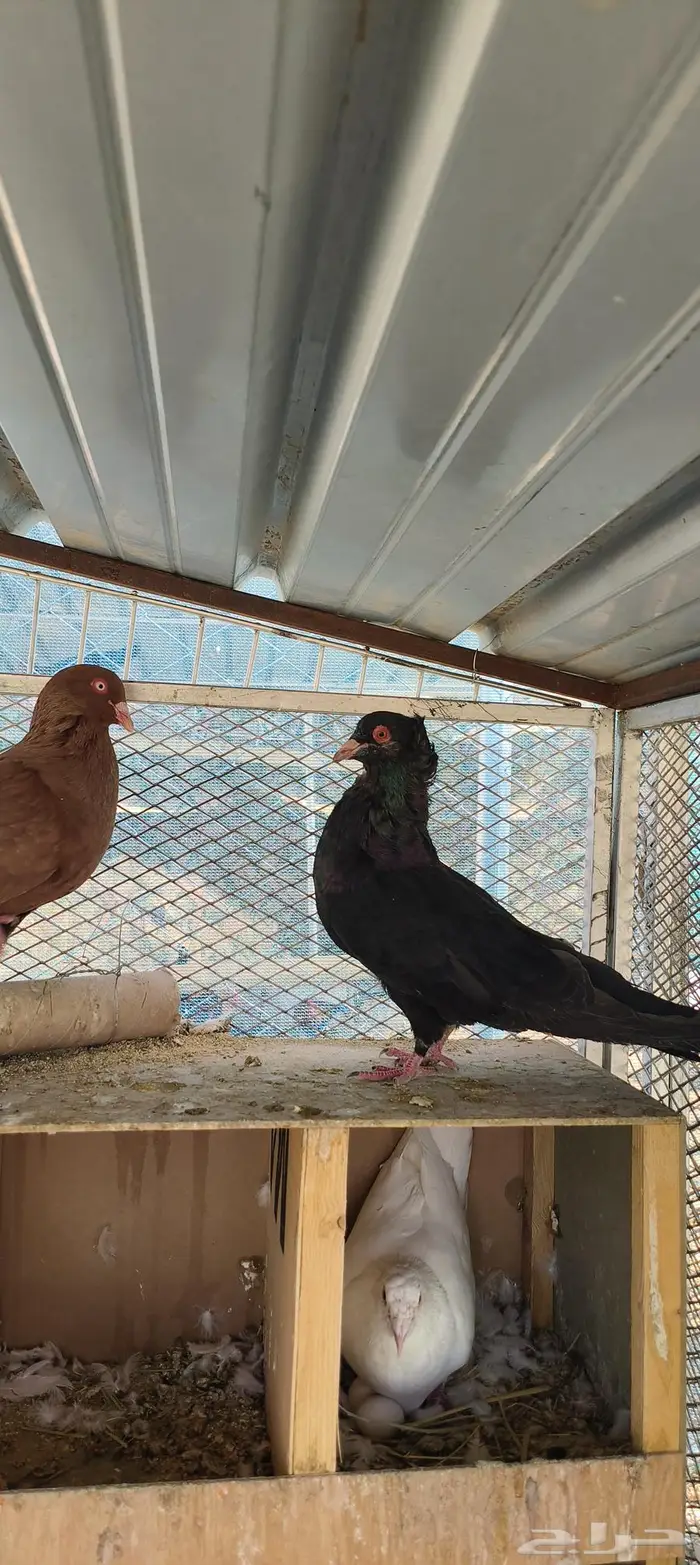 زوج حمام مالطي سوبر جامبو منتج 3