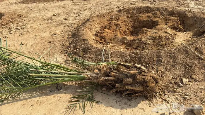 للبيع نخل ركايز خلاص فاخر درجه اولا ملكي 7