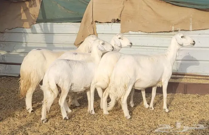 ضان دفيع للبيع ( بيشه ) 2