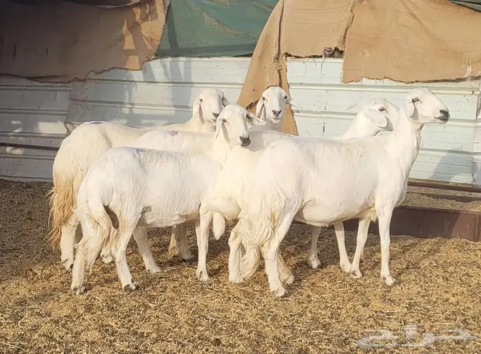 ضان دفيع للبيع ( بيشه ) 0