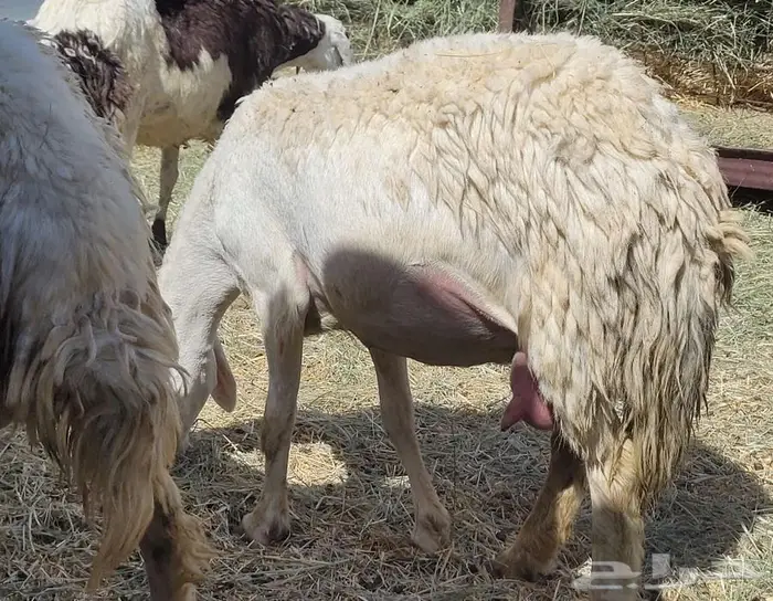 ضان ثني دفيع مقاريب للبيع ( بيشه ) 6