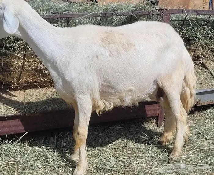 ضان ثني دفيع مقاريب للبيع ( بيشه ) 2