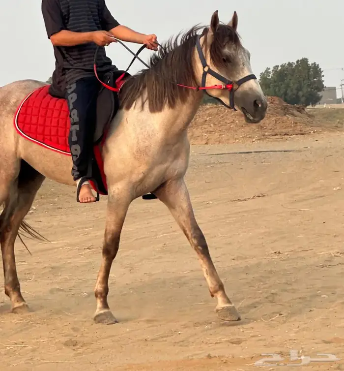 حصان مميز وسريع للبيع 0