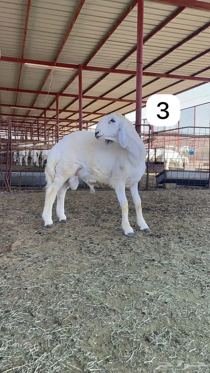 مشاريع فحول ضغط عالي ومعرفة 2
