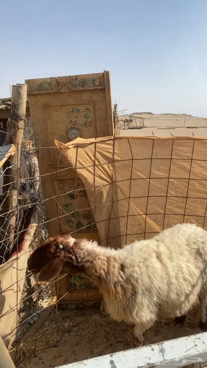 شاه نعيمي  كفوا 0