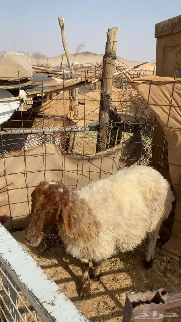 شاه نعيمي  كفوا 3