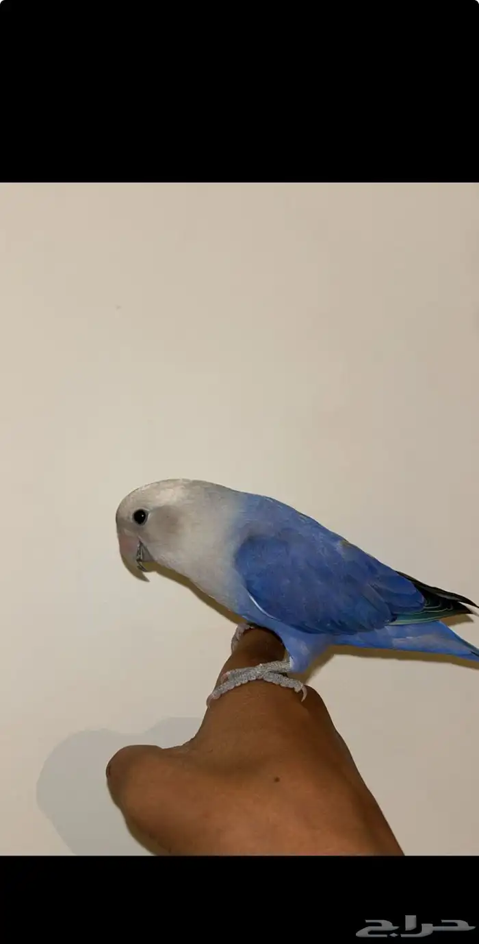 عصفور 0