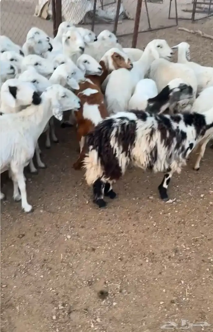 غنم للبيع 2