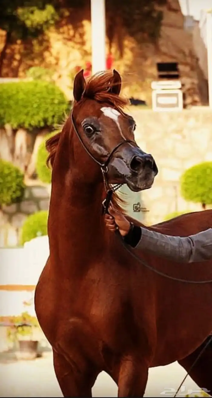 مهره واهو 3