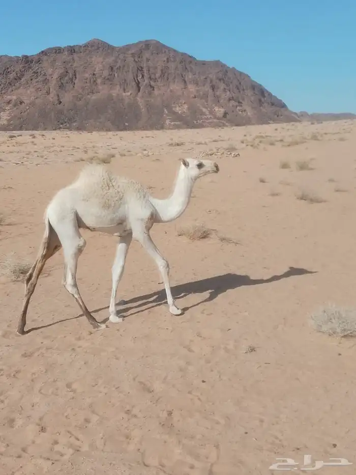 جانين حائل 2