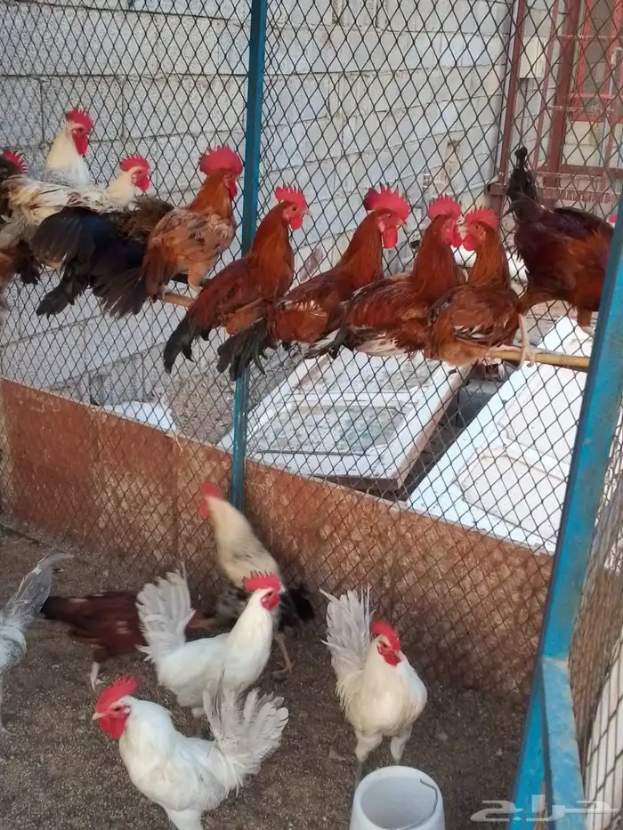 ديوك بلدي وفيومي 0