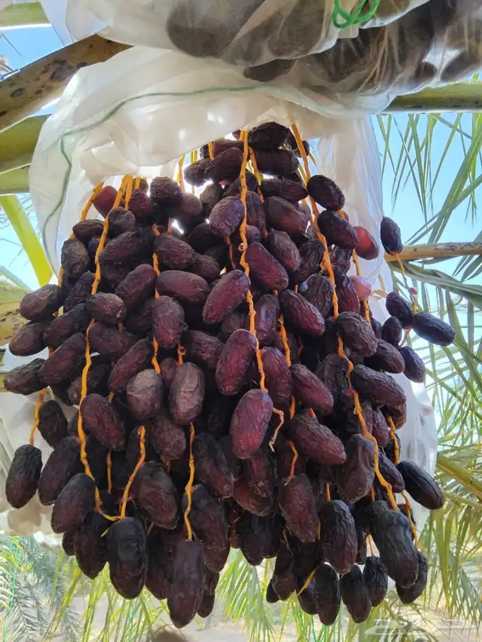 نخل مثمر صعي مجدول وجميع انواع النخيل 5