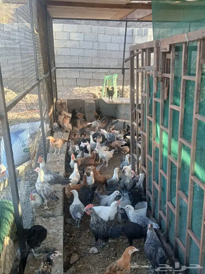 دجاج للبيع 0