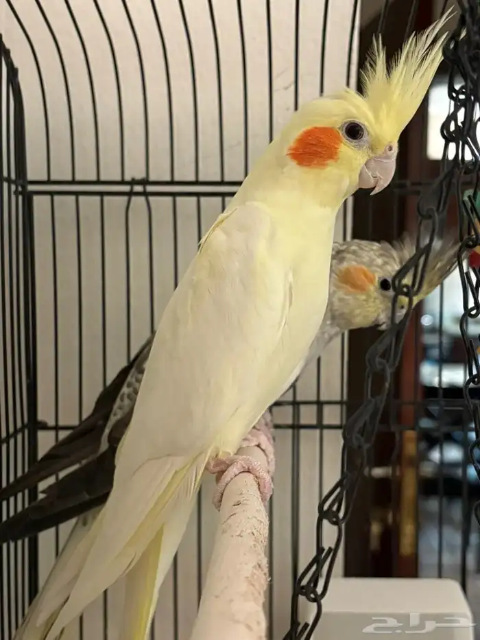 زوج طيور كروان لم يسبق لهم الانتاج 5