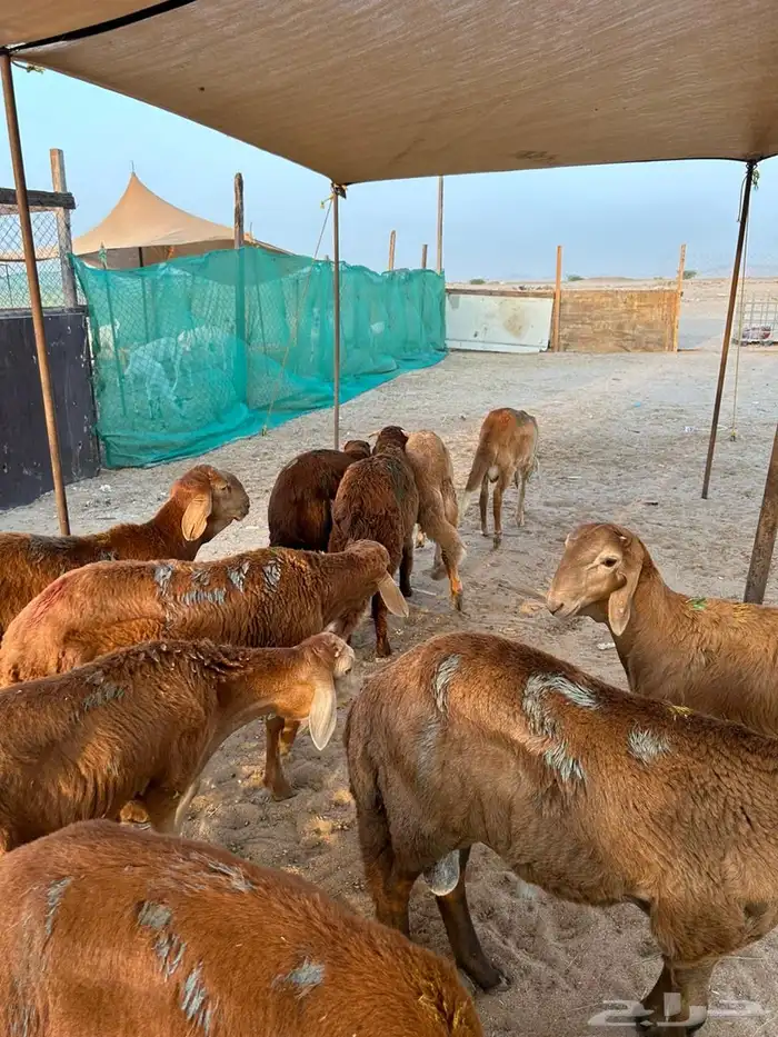 سواكني حمري تربيه للبيع 2