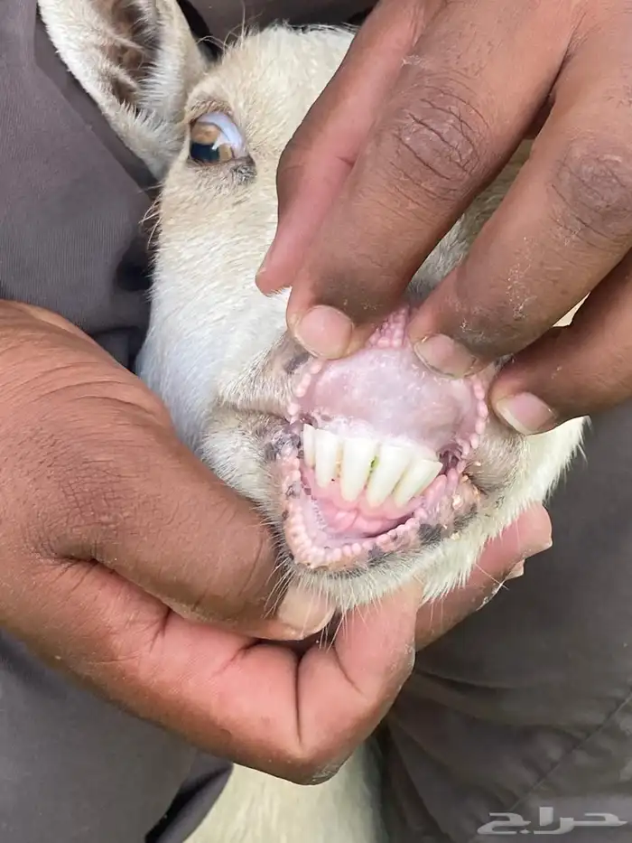 ماعز قزم 2