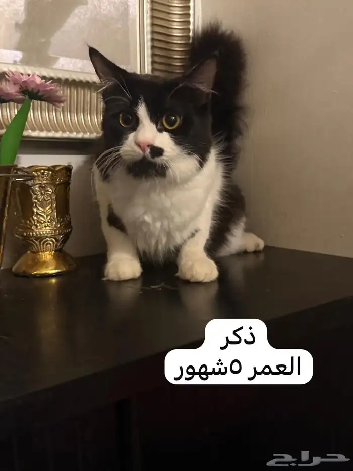 قطاوه شيرازي للتبني 1