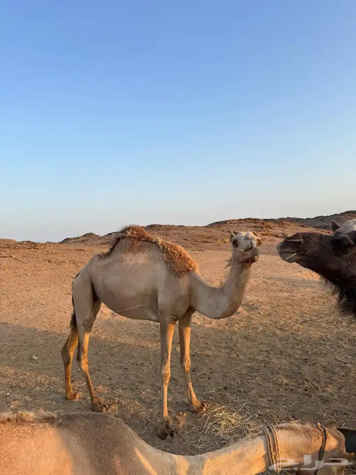 ناقه ذلول فيه واحد بلهان وا لقوح من ولد السيف 1